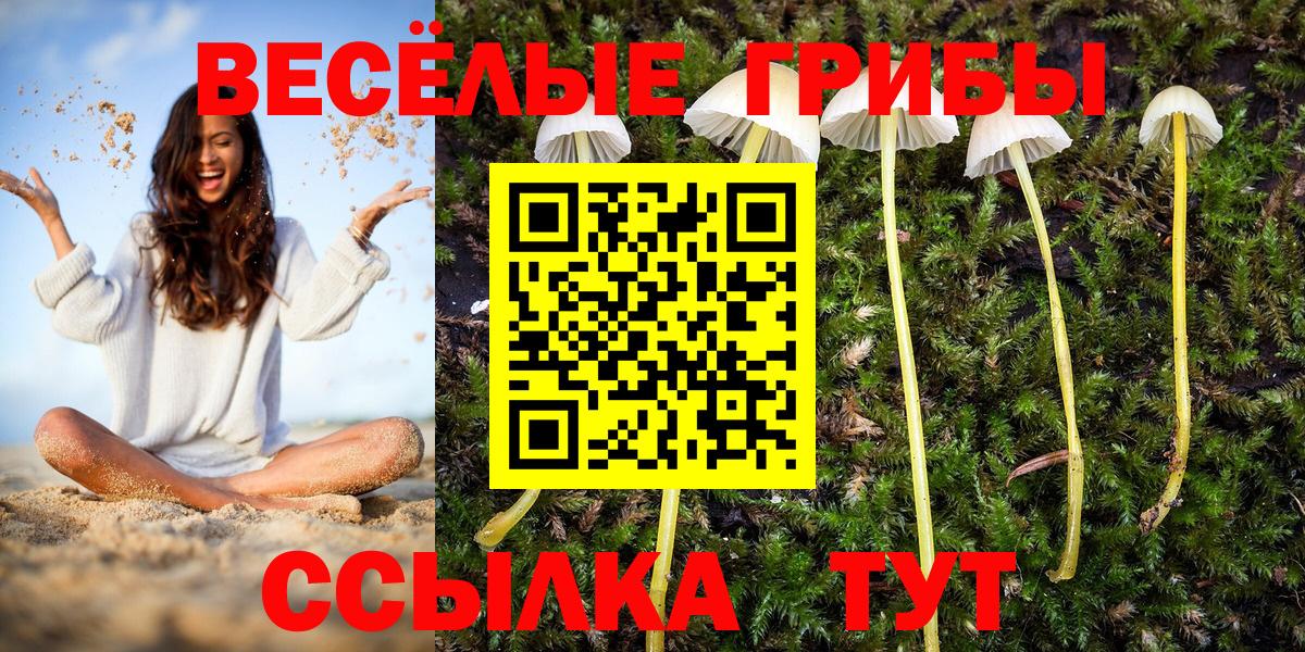 Галлюциногенные грибы Psilocybe  Фролово 