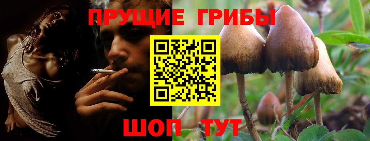 Галлюциногенные грибы Psilocybine cubensis Фролово